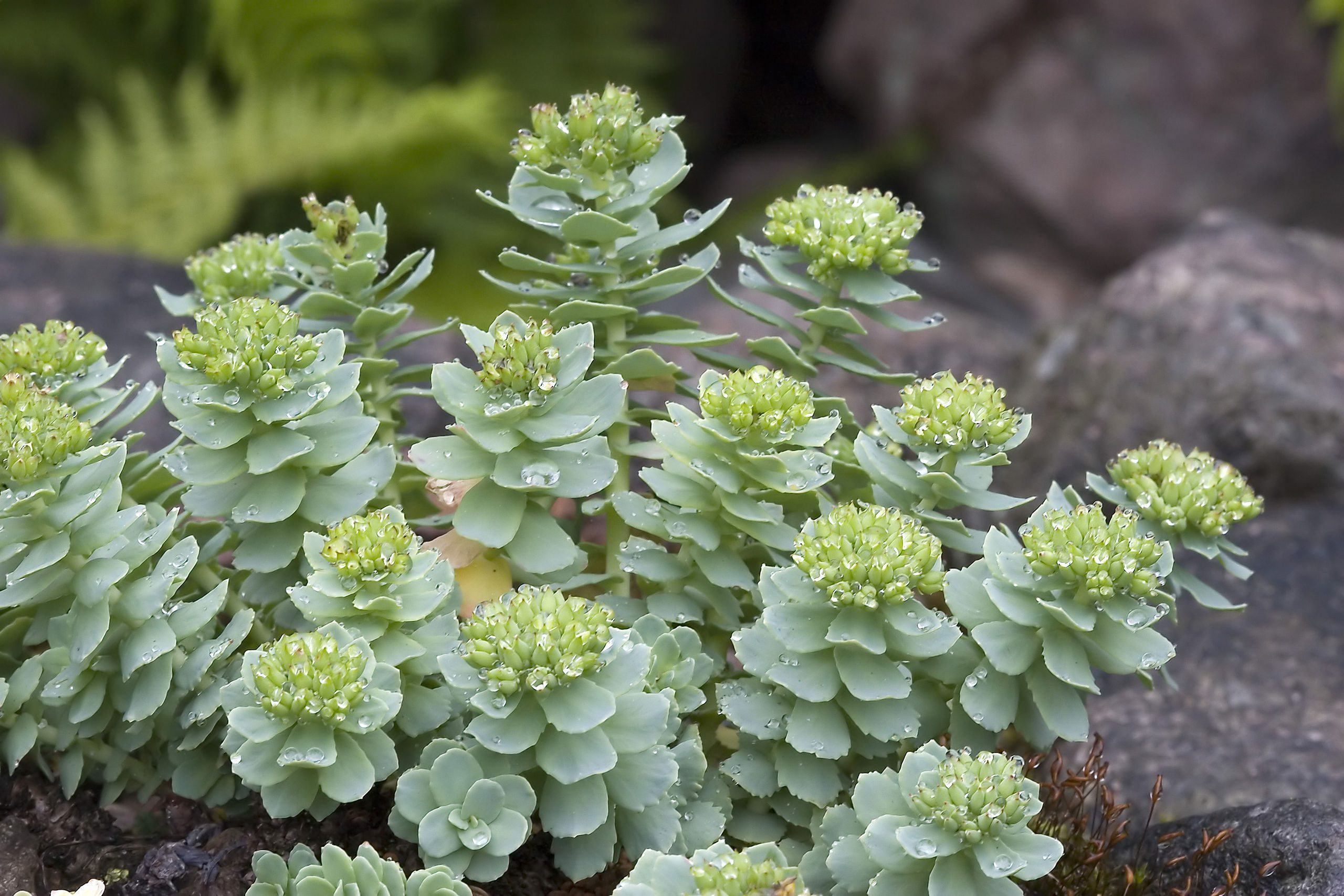 Rhodiola