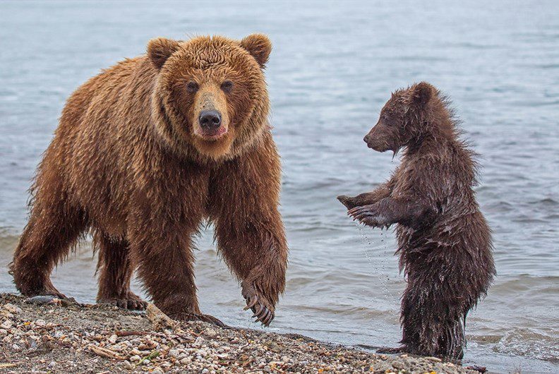 Камчатский бурый медведь фото Kamchatka Gallery - Russia Trekking